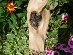 T-19  | HERZ lich | Buche | 25/10/8 cm